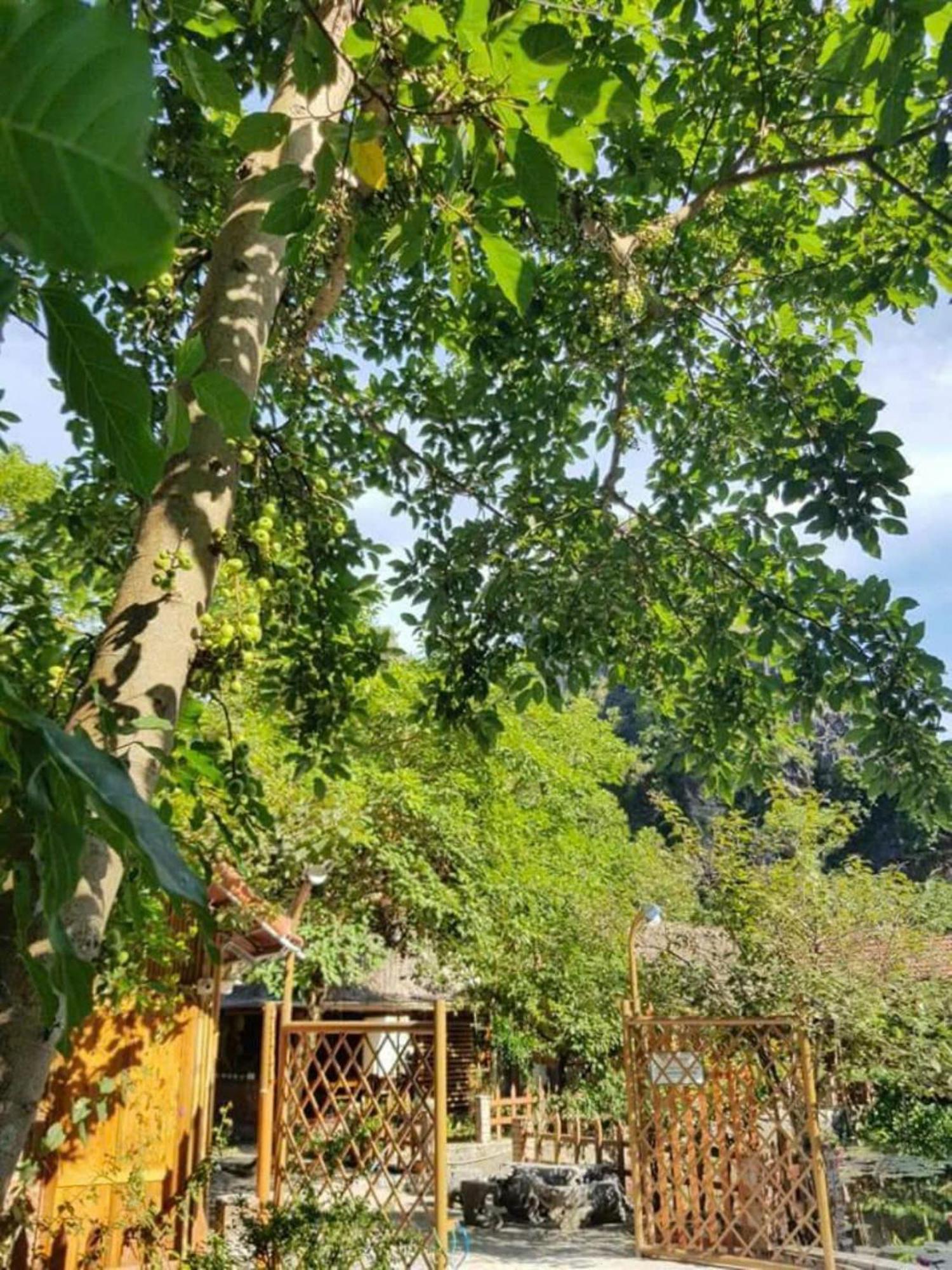 Hoalu Backpacker Homestay Ninh Binh Exteriér fotografie