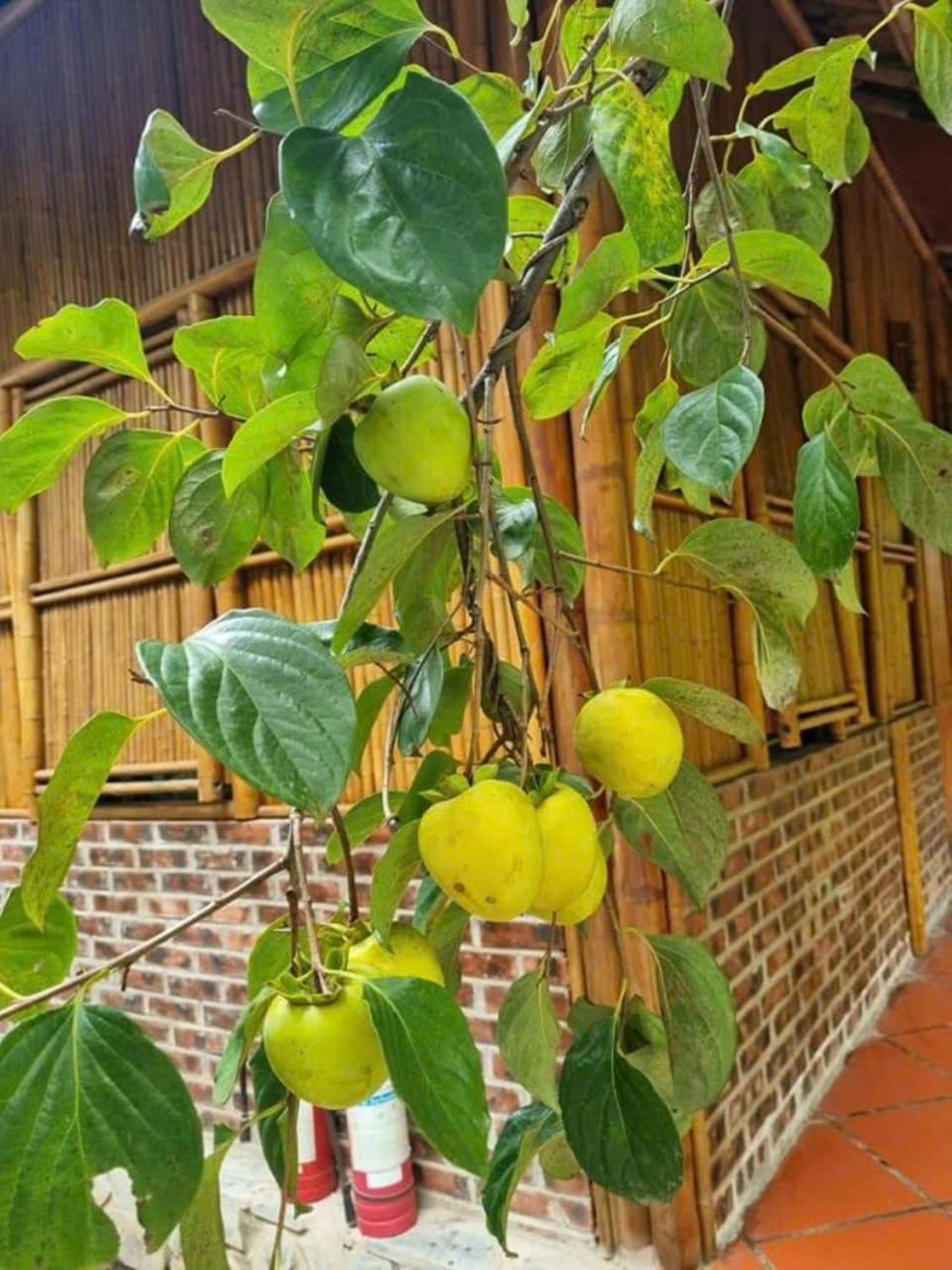 Hoalu Backpacker Homestay Ninh Binh Exteriér fotografie